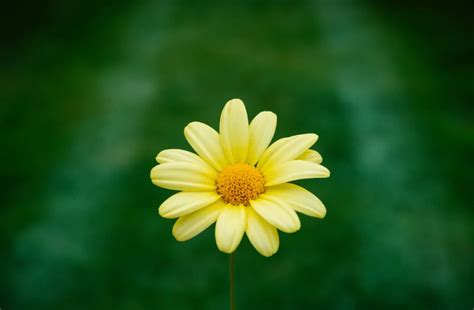 黃雛菊花語|花語。每月的誕生花: 三月誕生花．雛菊 Daisy (一)